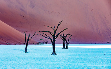 Image showing Dead Vlei landscape in Sossusvlei, Namibia