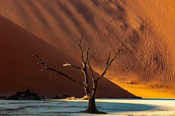 Image showing Dead Vlei landscape in Sossusvlei, Namibia