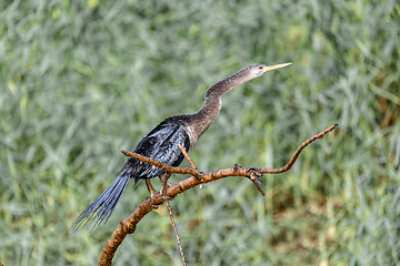 Image showing Snakebird, darter, American darter, or water turkey, Anhinga anhinga, Costa Rica