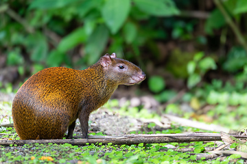 Image showing Central American agouti - Dasyprocta punctata, La Fortuna Costa Rica