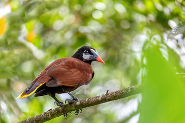 Image showing Montezuma Oropendola - Psarocolius montezuma, La Fortuna Costa Rica