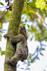 Image showing Pale-throated sloth, La Fortuna, Costa Rica wildlife