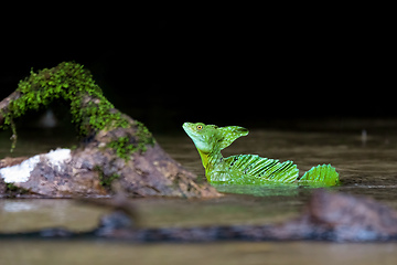 Image showing Plumed green basilisk, Basiliscus plumifrons, Cano Negro, Costa