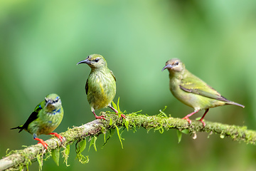 Image showing Red-legged honeycreeper female, La Fortuna, Costa Rica