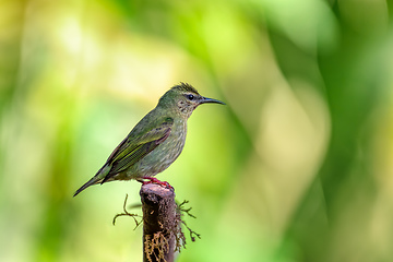 Image showing Red-legged honeycreeper female, La Fortuna, Costa Rica