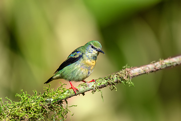 Image showing Red-legged honeycreeper female, La Fortuna, Costa Rica