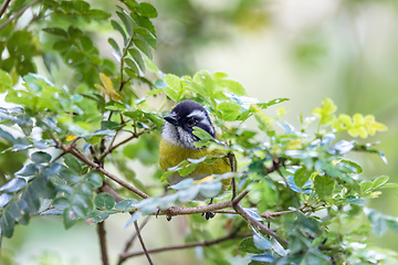 Image showing Sooty-capped bush tanager - Chlorospingus pileatus, San Gerardo de Dota, Costa Rica.