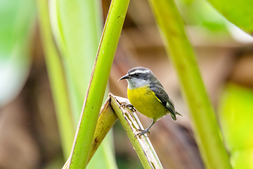 Image showing Bananaquit - Coereba flaveola, La fortuna Costa Rica