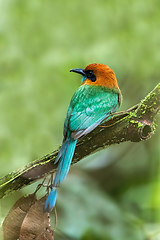 Image showing Broad-billed motmot - Electron platyrhynchum, la Fortuna Costa Rica