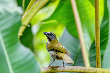 Image showing buff-throated saltator - Saltator maximus, La Fortuna, Arenal, Costa Rica.