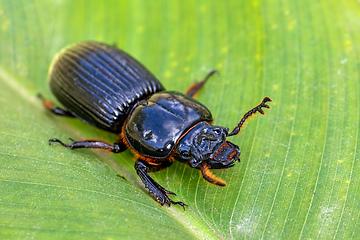 Image showing Patent-leather beetle or horned passalus - Odontotaenius disjunctus, Costa Rica