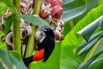 Image showing Scarlet-rumped tanager tanager - Ramphocelus passerinii