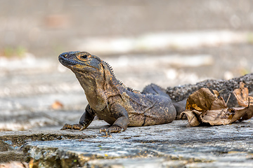 Image showing Black spiny-tailed iguana (Ctenosaura similis), National Park Carara, Costa Rica wildlife