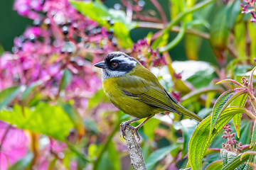 Image showing Sooty-capped bush tanager - Chlorospingus pileatus, San Gerardo de Dota, Costa Rica.