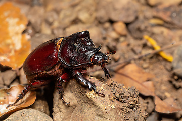 Image showing Strategus aloeus, the ox beetle, Costa Rica