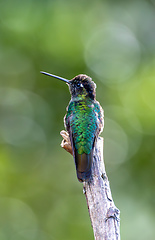 Image showing violet-headed hummingbird - Klais guimeti, San Gerardo de Dota, Costa Rica.