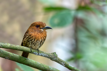 Image showing White-whiskered Puffbird, Malacoptila panamensis, Costa Rica