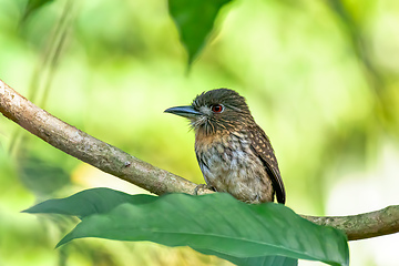 Image showing White-whiskered Puffbird, Malacoptila panamensis, Costa Rica