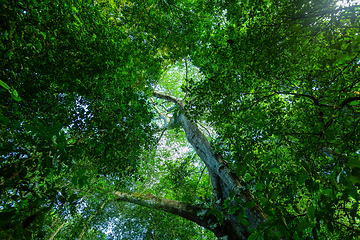 Image showing Treetop in Tropical Rain Forest Carara, Costa rica