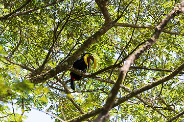 Image showing yellow-throated toucan, Ramphastos ambiguus