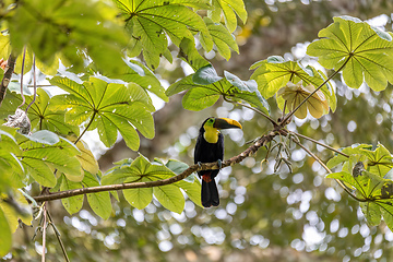 Image showing yellow-throated toucan, Ramphastos ambiguus