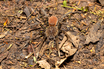 Image showing Wandering Spider - Ancylometes bogotensis, ctenidae family, Costa Rica