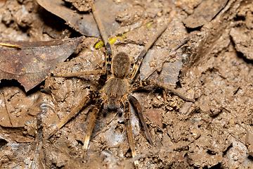Image showing Female of Fishing Spider, Ancylometes rufus. Costa Rica