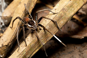 Image showing Male of Fishing Spider, Ancylometes rufus. Costa Rica