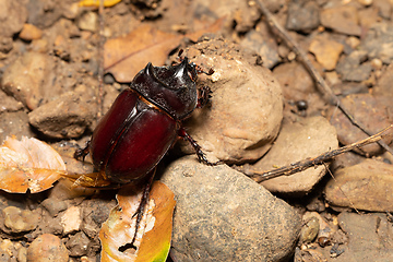 Image showing Strategus aloeus, the ox beetle, Costa Rica