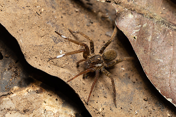 Image showing Wandering Spider, Ctenidae family, Costa Rica