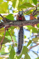 Image showing Variegated squirrel, Sciurus variegatoides