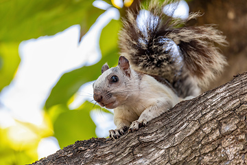 Image showing Variegated squirrel, Sciurus variegatoides