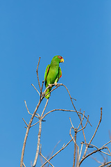 Image showing white-fronted amazon, Amazona albifrons, Costa Rica