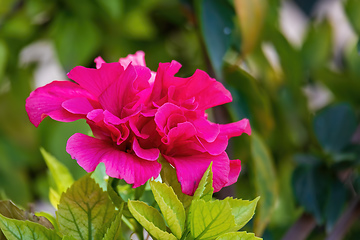 Image showing Bougainvillea flowers blooming in the garden, Ethiopia