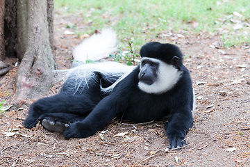 Image showing Monkey Colobus guereza, Ethiopia, Africa wildlife