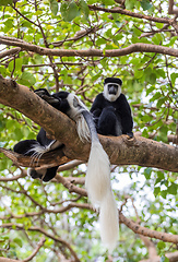 Image showing Monkey Colobus guereza, Ethiopia, Africa wildlife