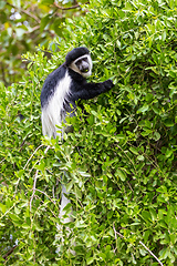 Image showing Monkey Colobus guereza, Ethiopia, Africa wildlife