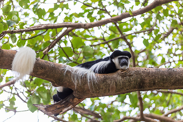 Image showing Monkey Colobus guereza, Ethiopia, Africa wildlife