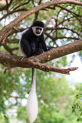 Image showing Monkey Colobus guereza, Ethiopia, Africa wildlife