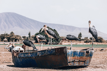 Image showing The Scavenger bird marabou stork, Ethiopia Africa wildlife