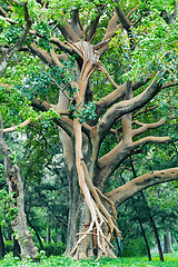 Image showing Majestic green tree in city park Hawassa, Ethiopia