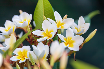 Image showing white plumeria flower in nature garden