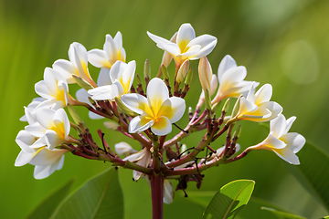 Image showing white plumeria flower in nature garden