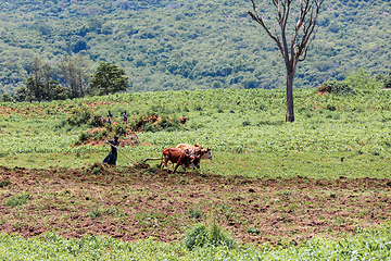 Image showing Ethiopian farmer plows fields with cows