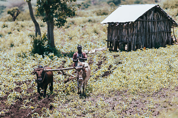 Image showing Ethiopian farmer plows fields with cows