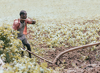 Image showing Ethiopian farmer plows fields with cows