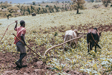 Image showing Ethiopian farmer plows fields with cows