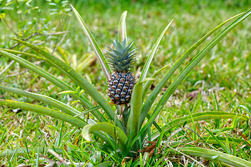 Image showing Pineapple tropical fruit behind Malagasy hut, Madagascar