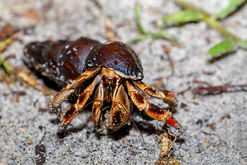 Image showing hermit crab with snail shell Madagascar