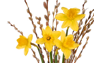 Image showing Daffodils on White